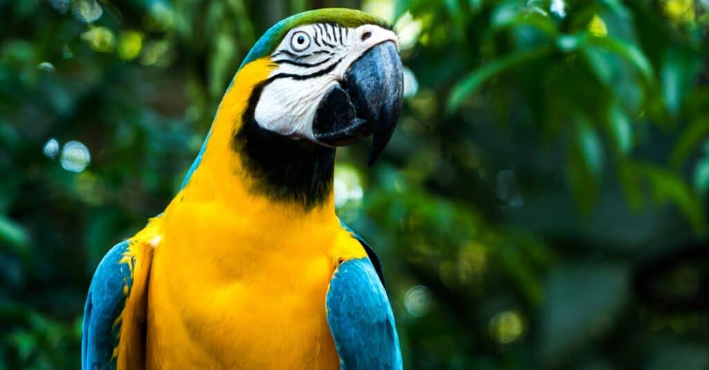 Cacatua contro Ara