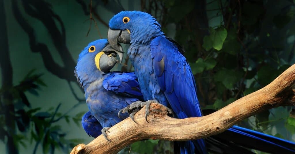 Cacatua contro Ara