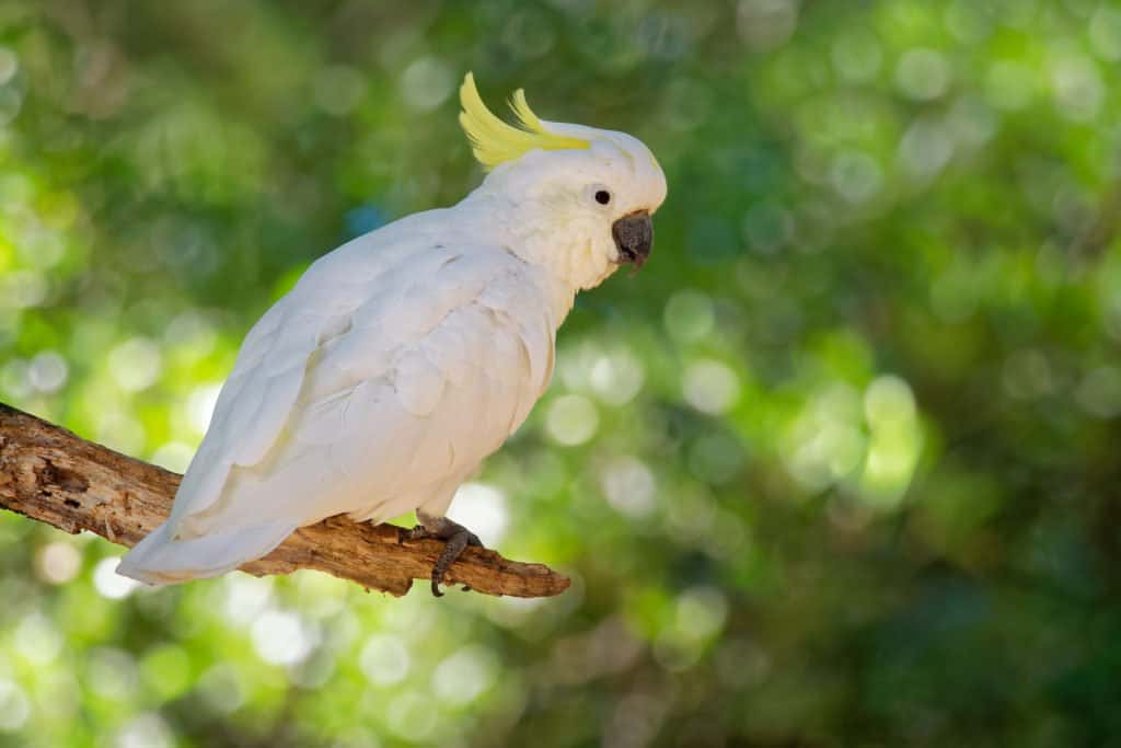 Cacatua contro Ara