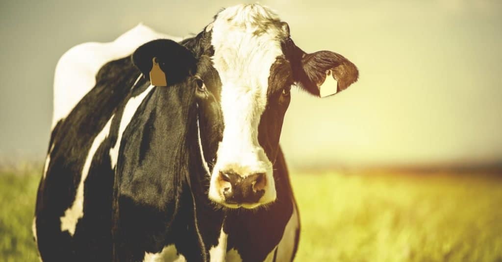 Animale di Minecraft: Moobloom
