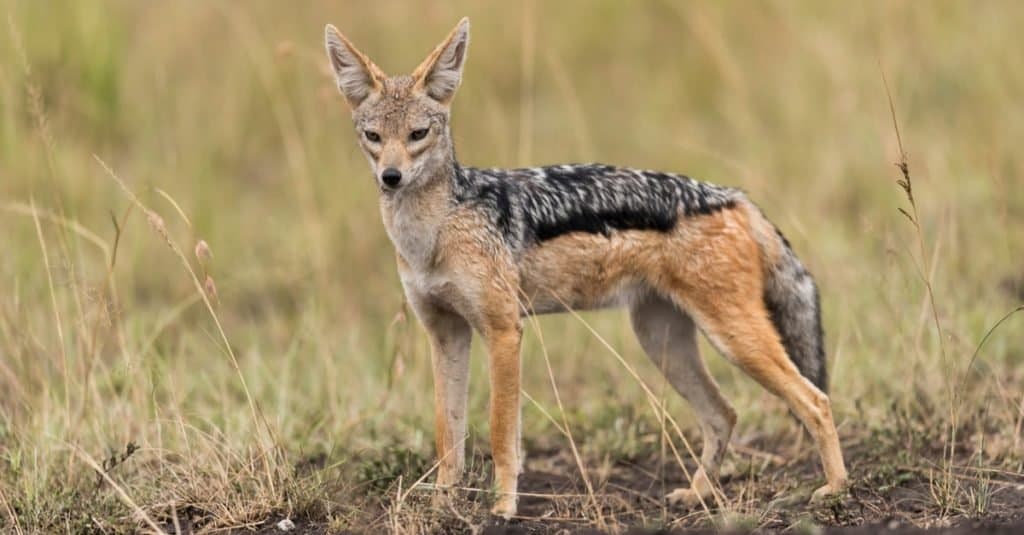 Predatori di struzzi