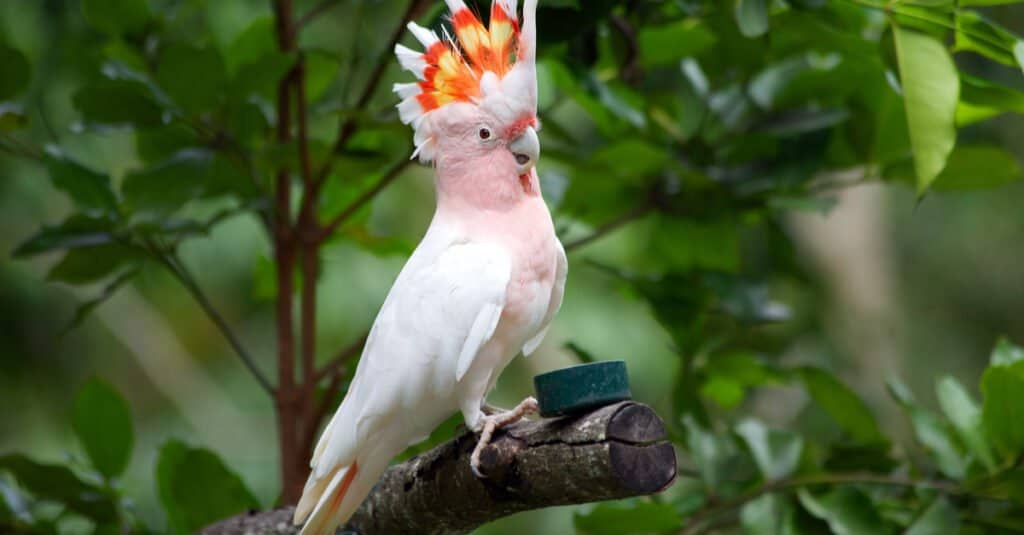 Gli uccelli più vecchi di tutti i tempi: il cacatua del maggiore Mitchell