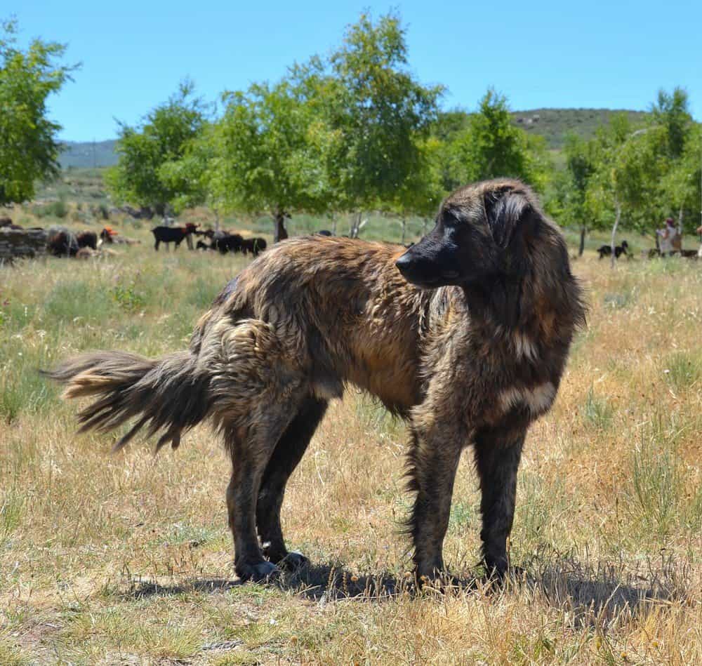 Estrela Bovaro, Serra da Estrela, Portogallo