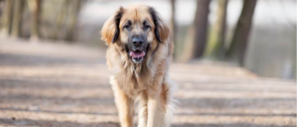 Leonberger che percorre un sentiero