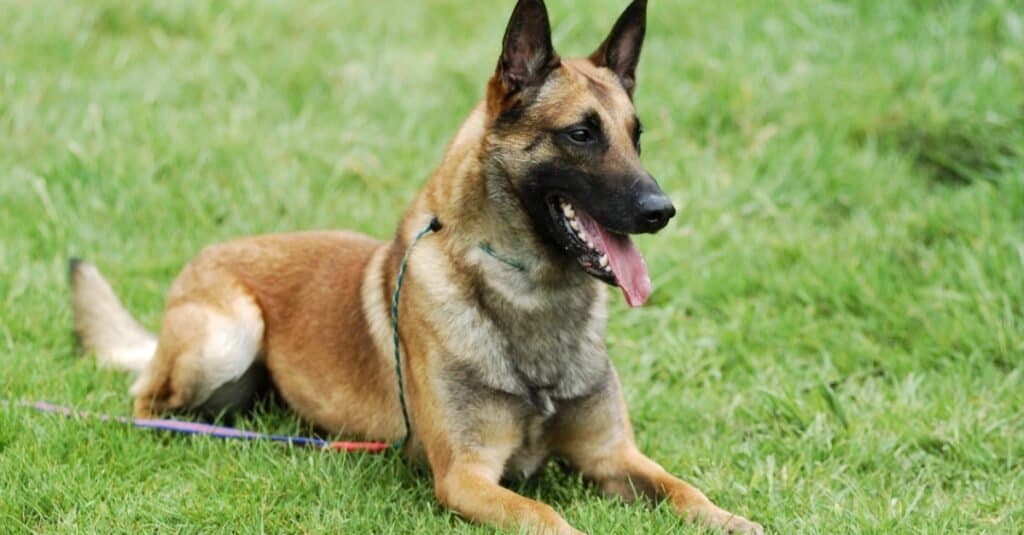 Tipi di cani guaritori - Malinois belga
