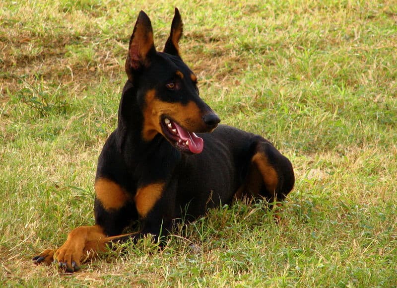 Una femmina di Doberman Pinscher che stabilisce nell'erba