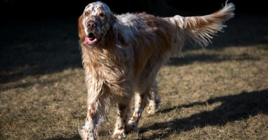 Llewellin Setter vs Setter inglese