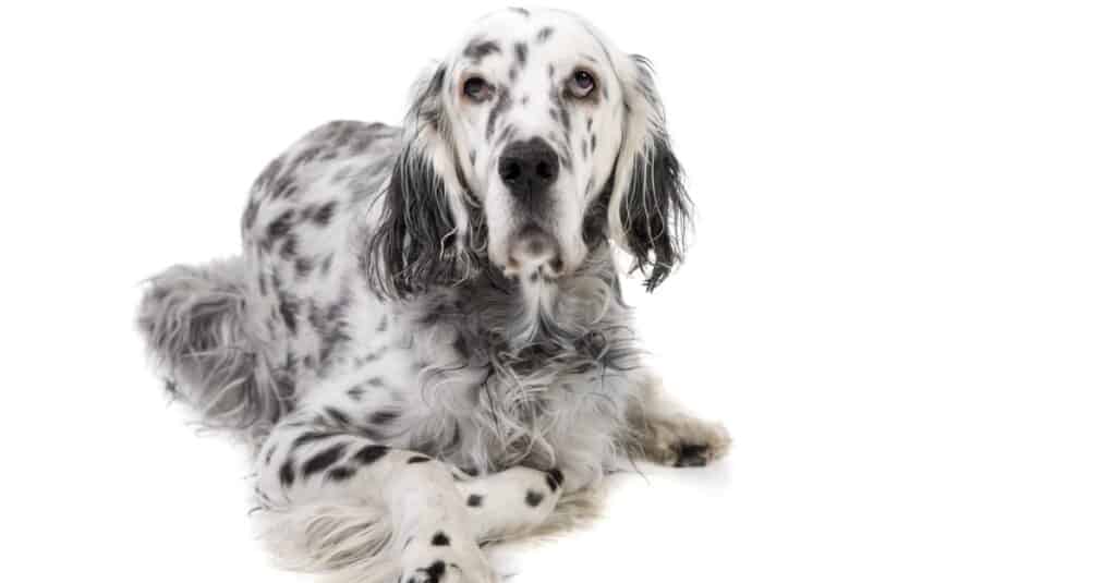 Llewellin Setter vs Setter inglese