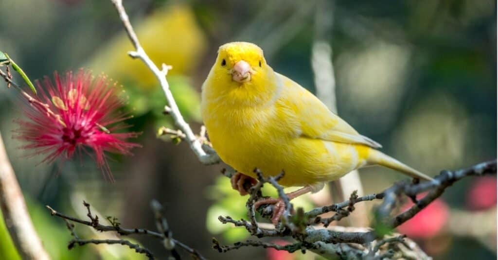 Tipi di uccelli da compagnia - Canarie
