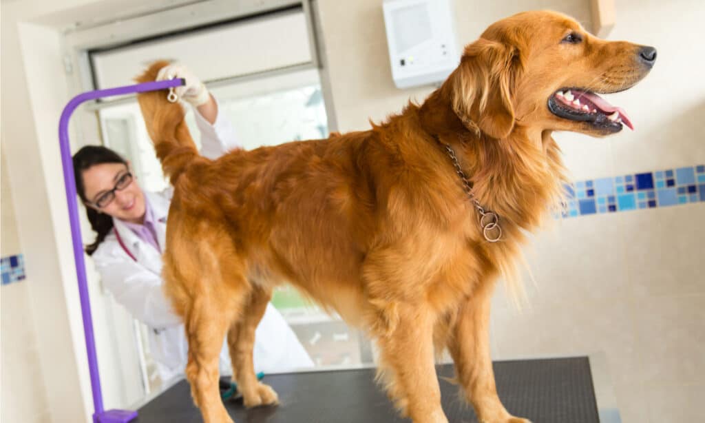 perché i cani trascinano il sedere
