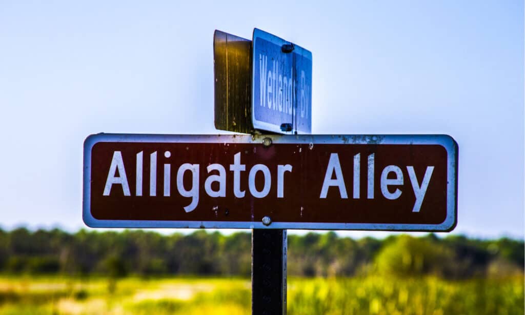 Segno del vicolo dell'alligatore