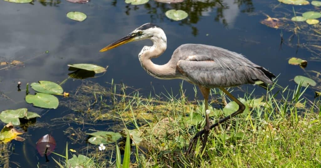 Great Blue Heron pesca nelle Everglades della Florida.