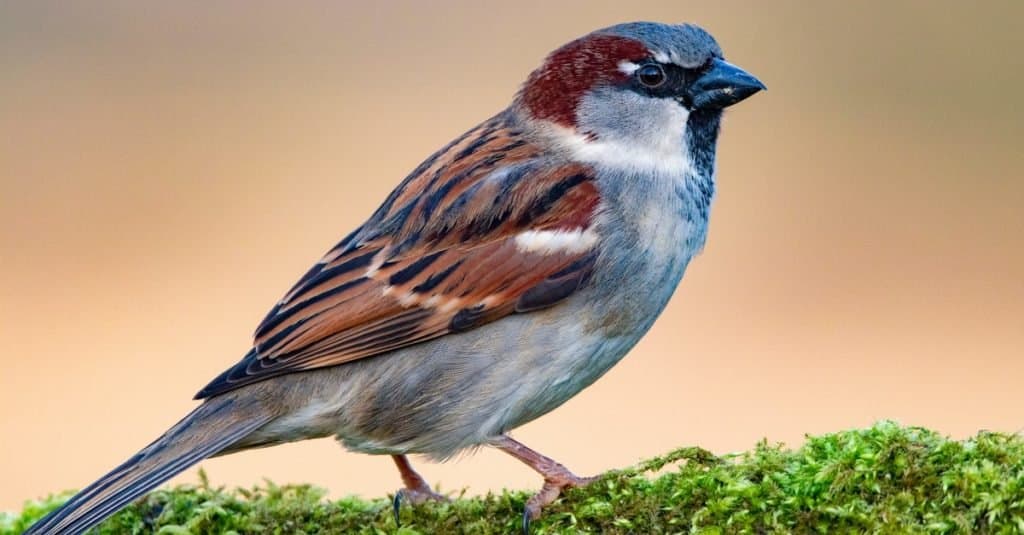 Un maschio di casa passero (Passer domesticus) seduto su un ramo di muschio