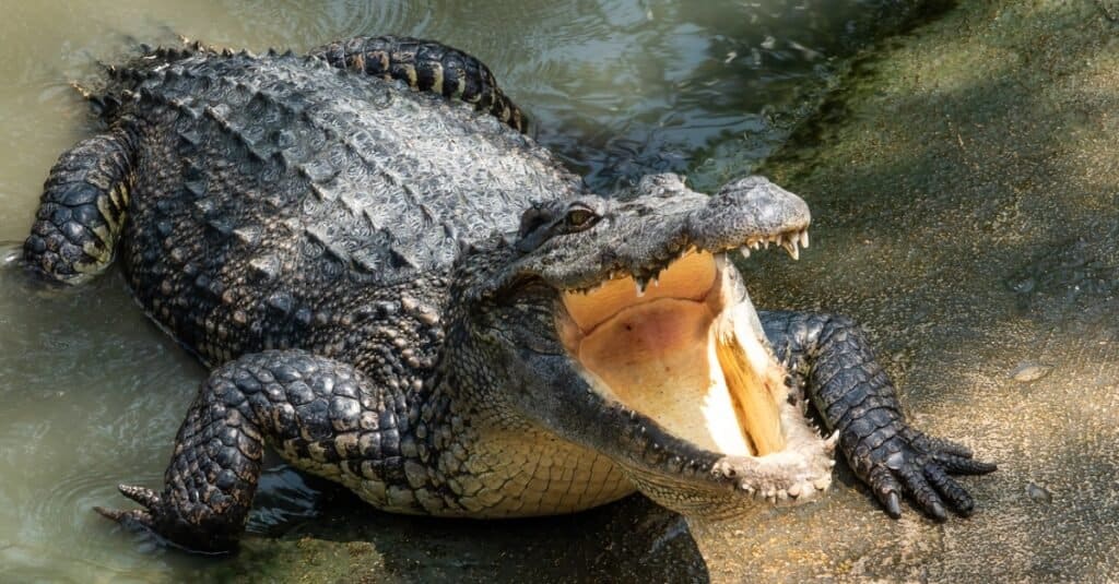coccodrillo che esce dall'acqua con la bocca aperta