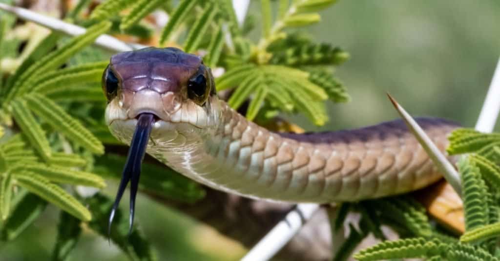 La maggior parte dei serpenti velenosi del mondo - Boomslang