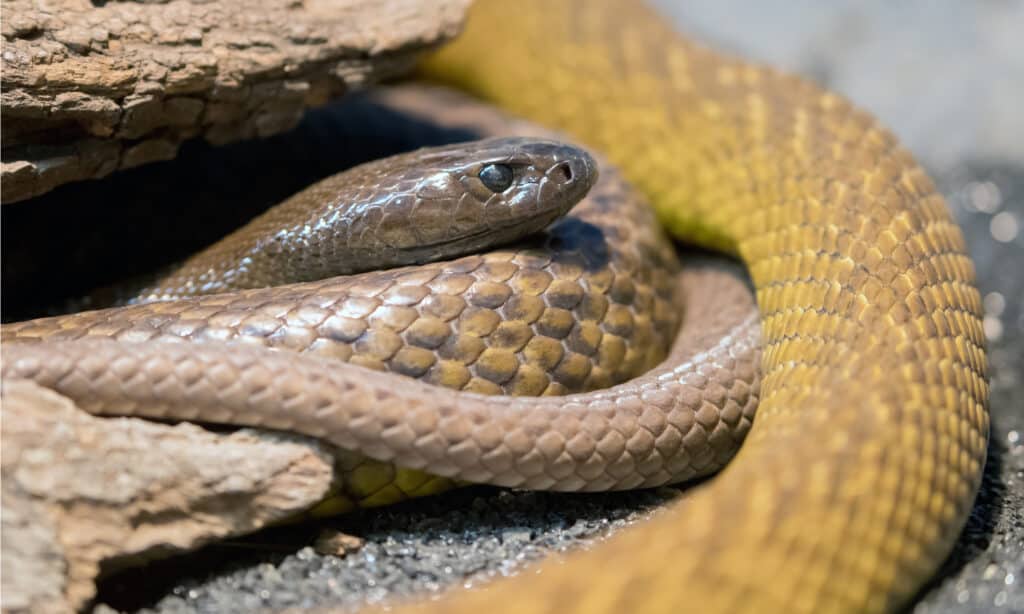 serpente feroce