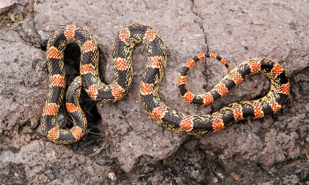 I serpenti dal naso lungo sono comuni in Arizona