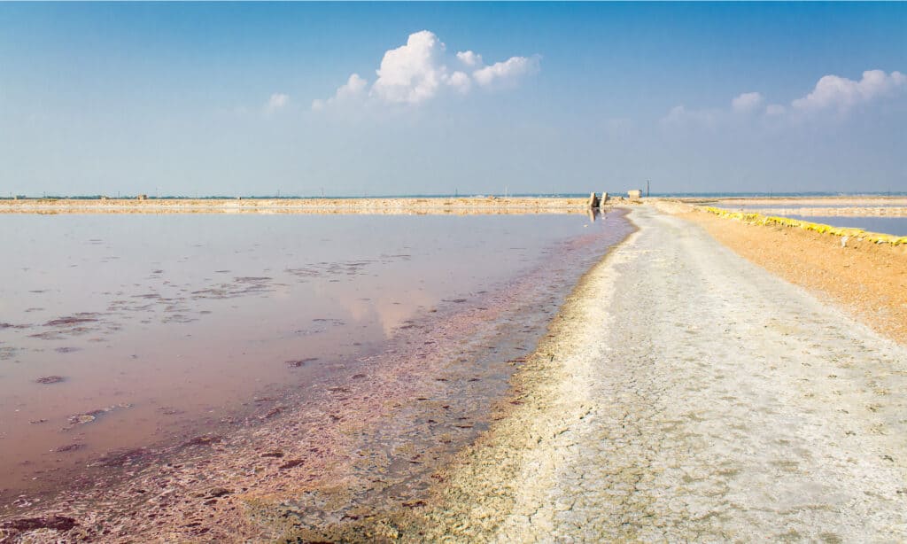 Il lago salato di Sambhar