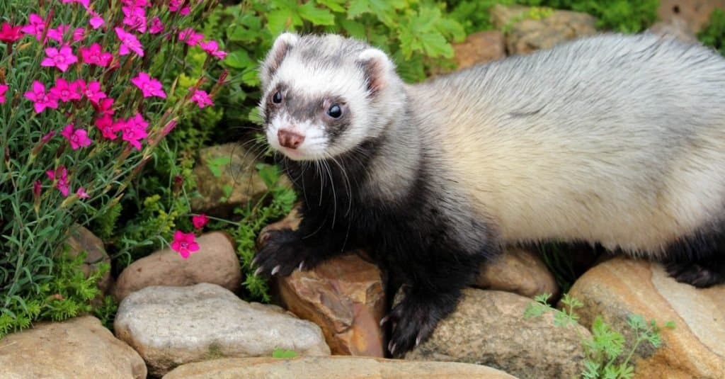 i 10 migliori animali domestici non tradizionali - furetto