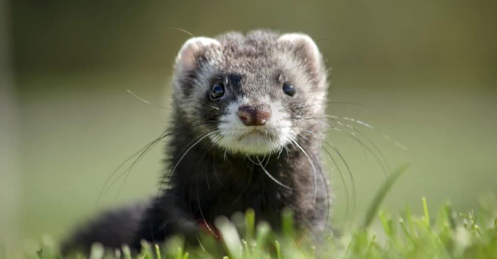 Un furetto grigio scuro è seduto nell'erba