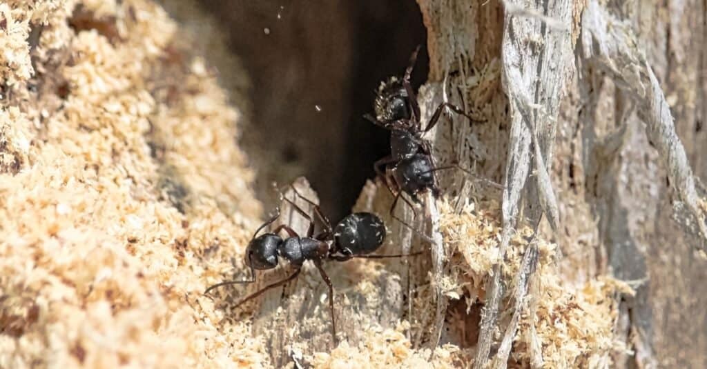 Formica Carpentiere contro Termite