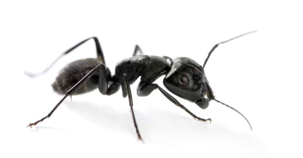 Formica carpentiere, Camponotus vagus, isolata su sfondo bianco.