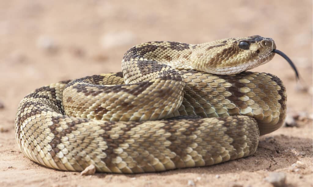 Serpente a sonagli
