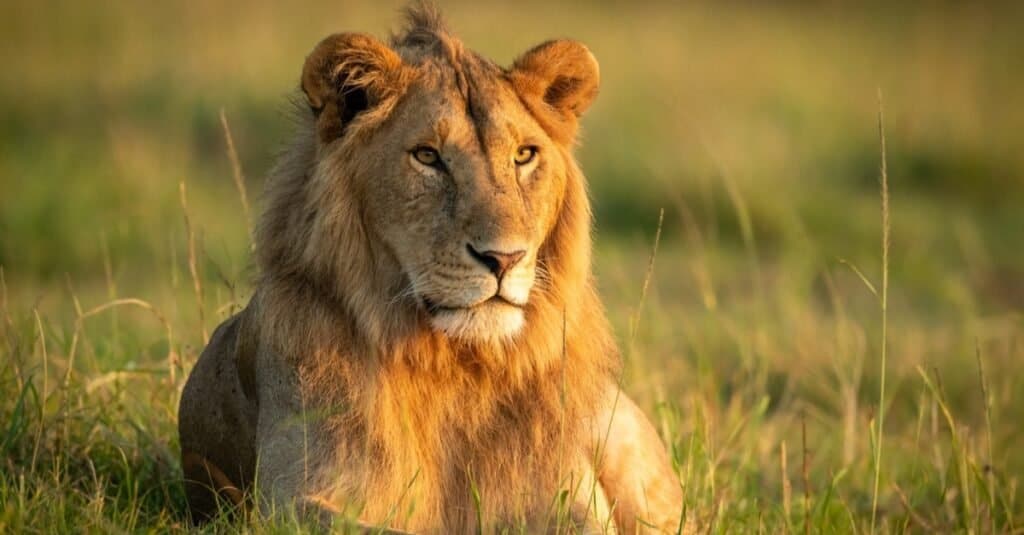 I gatti più forti sono i leoni