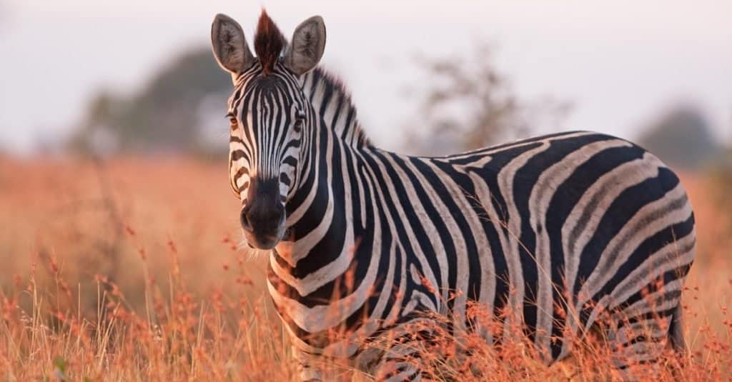 Animali da safari che DEVI vedere: Zebra