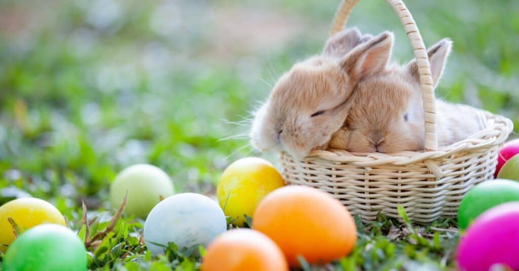 cuccioli di coniglio