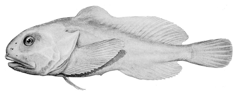 Neophrynichthys marcidus = Psychrolutes marcidus