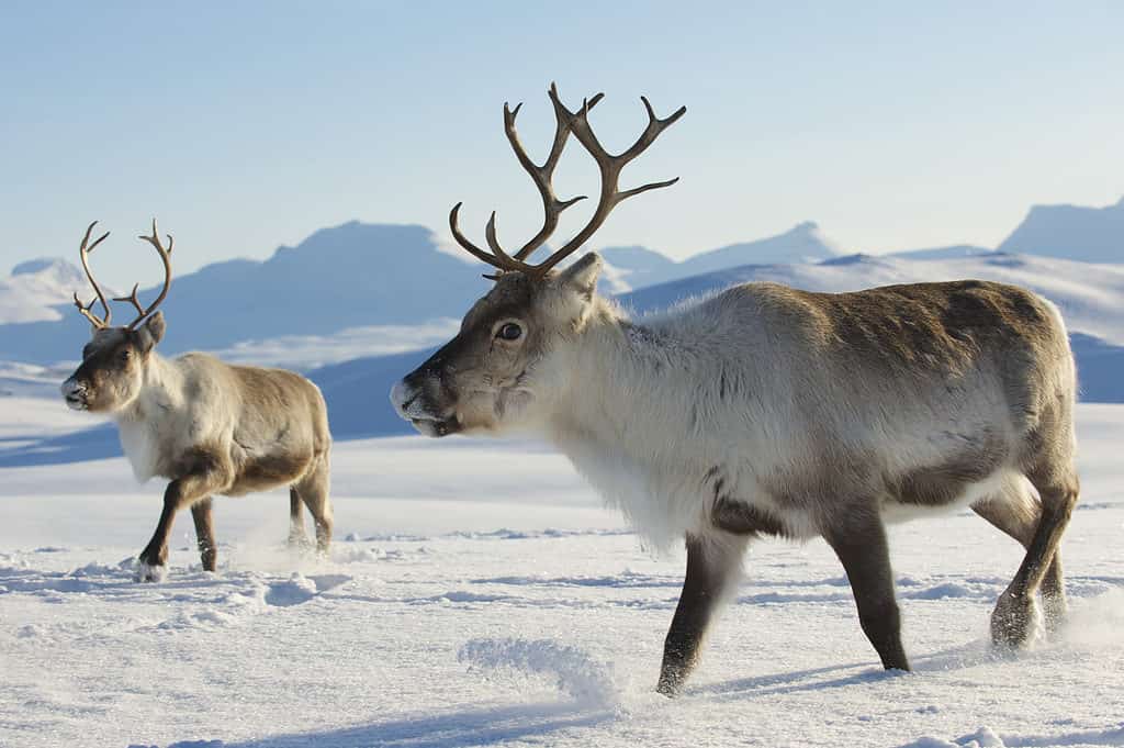 Renne in Norvegia.