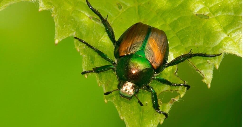 Scarabeo giapponese su una foglia verde.