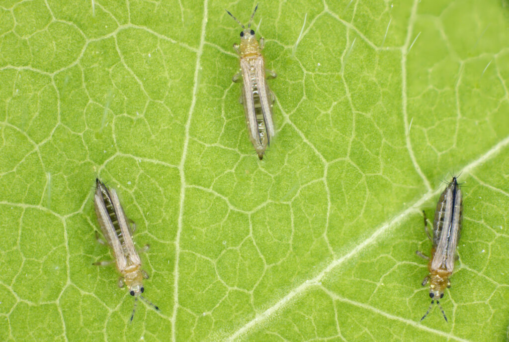 Tripide