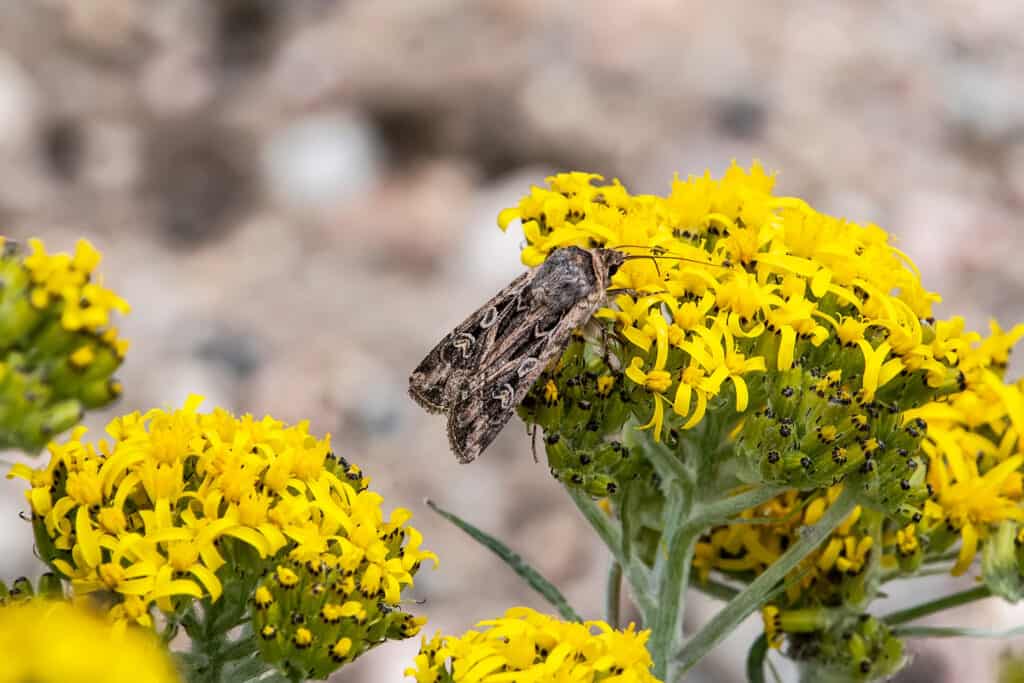 Una falena dell'esercito che beve nettare da un grande grappolo di fiori gialli.  Il mese è prevalentemente marrone.