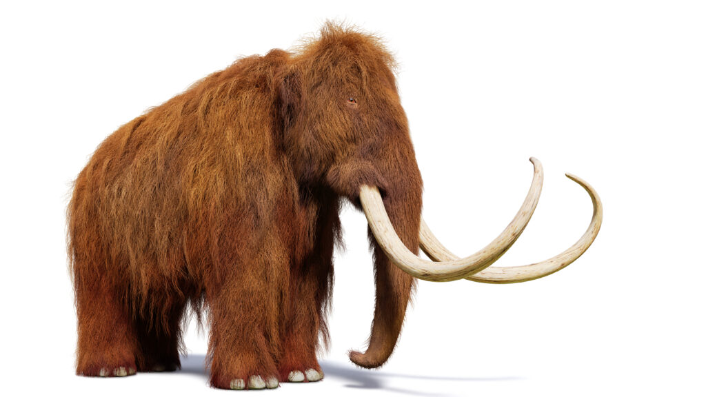 Mammut lanoso