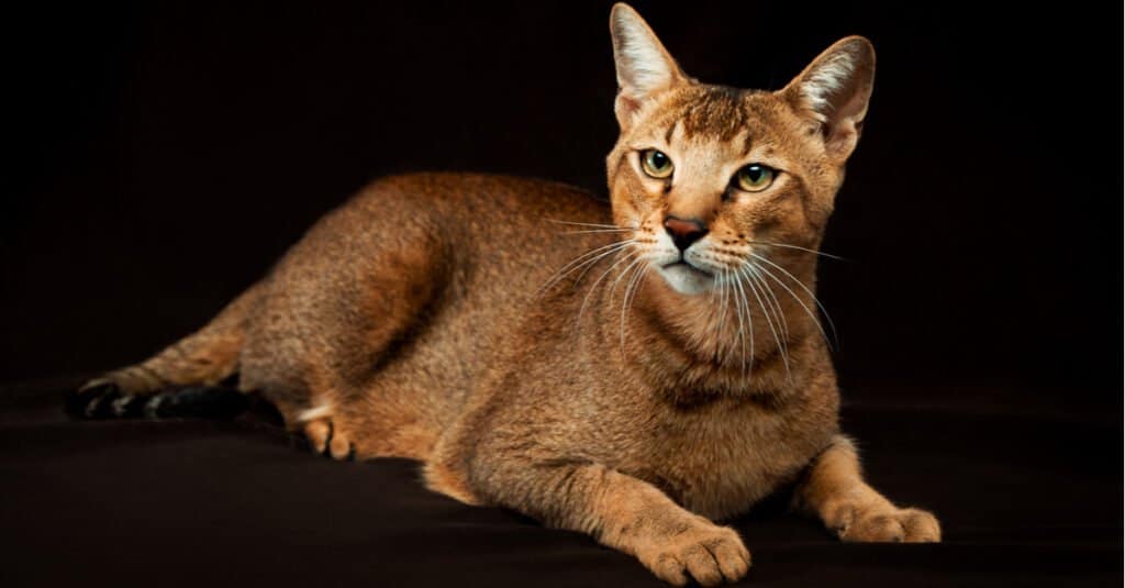 chausie-cat-posa-su-sfondo-nero