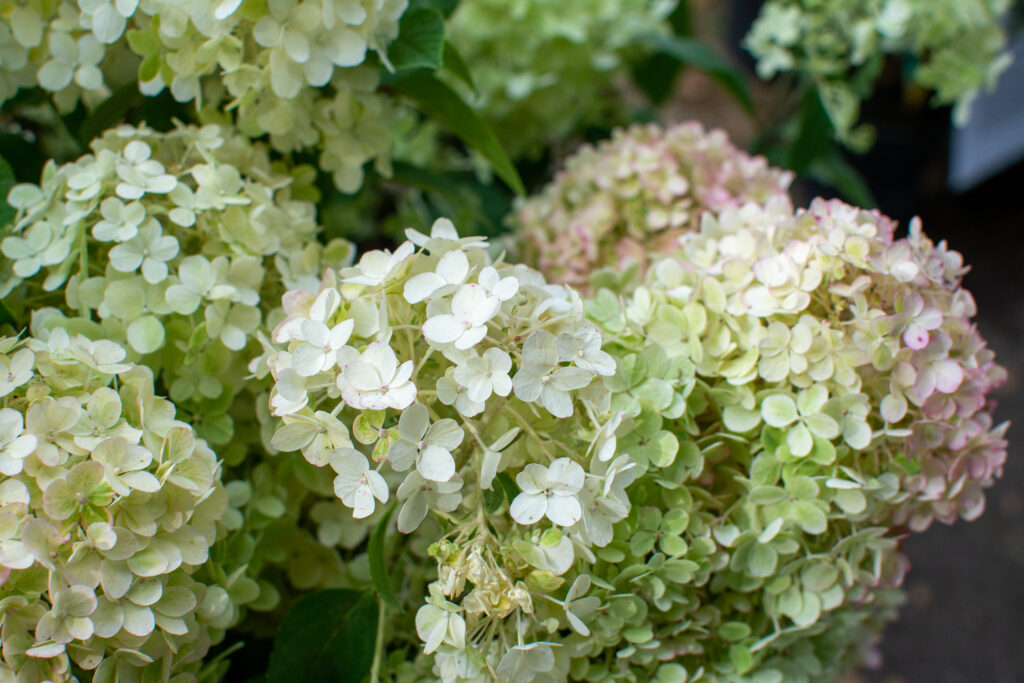 Fiori di ortensia Bobo