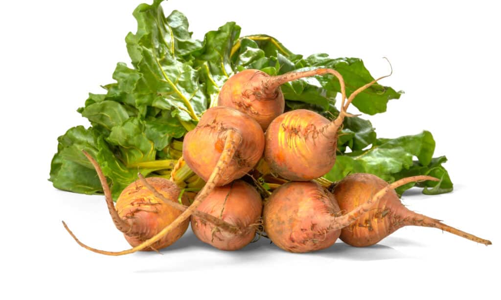 barbabietola dorata vs barbabietola rossa