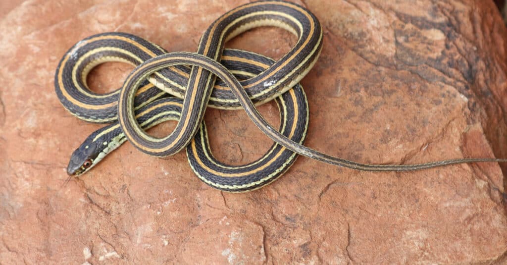 Serpente a nastro (Thamnophis sauritus) Giarrettiera Serpente non velenoso nordamericano