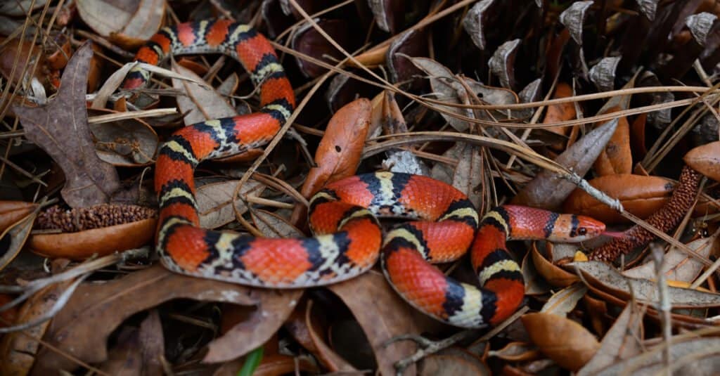 Kingsnakes in Georgia: la guida completa