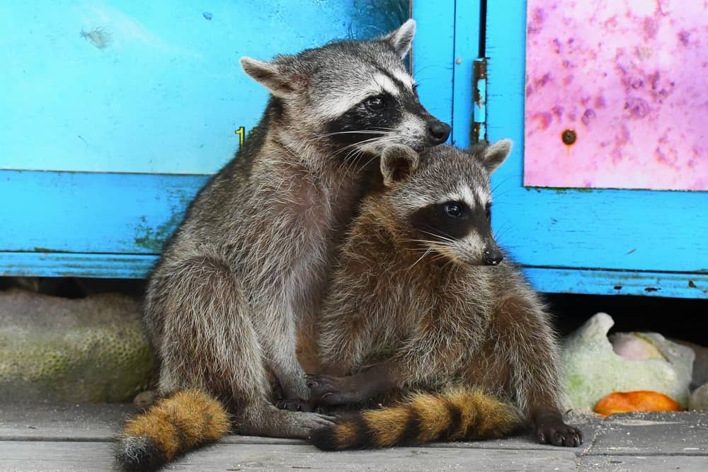 stagione degli amori di procione
