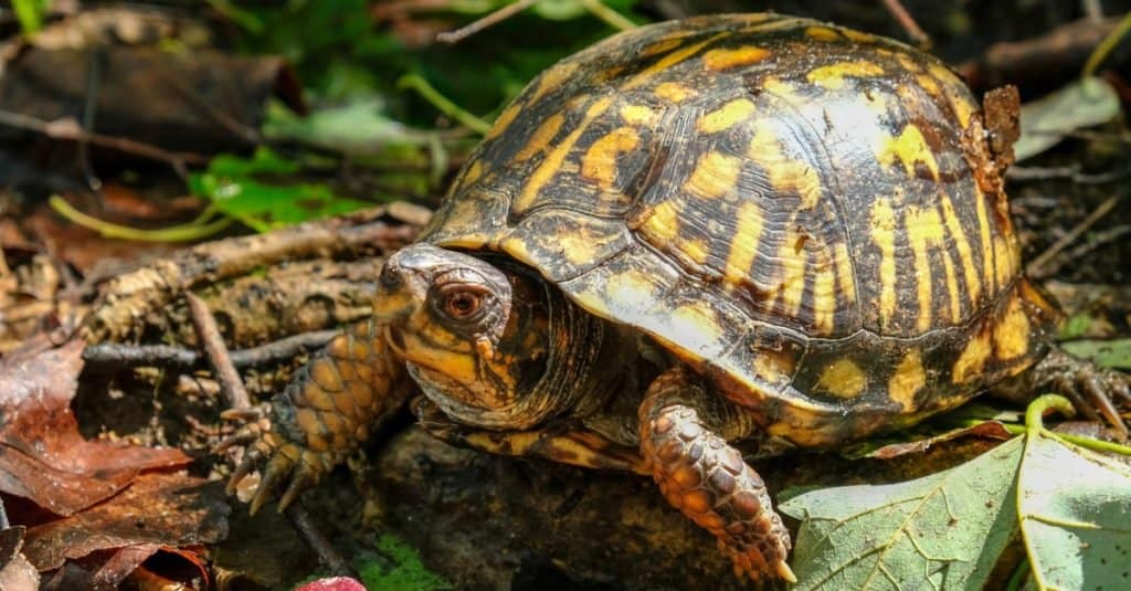 Box Turtle seduto sulle foglie.