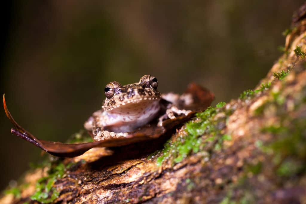 Pseudophilautus della rana dell'arbusto dello Sri Lanka 