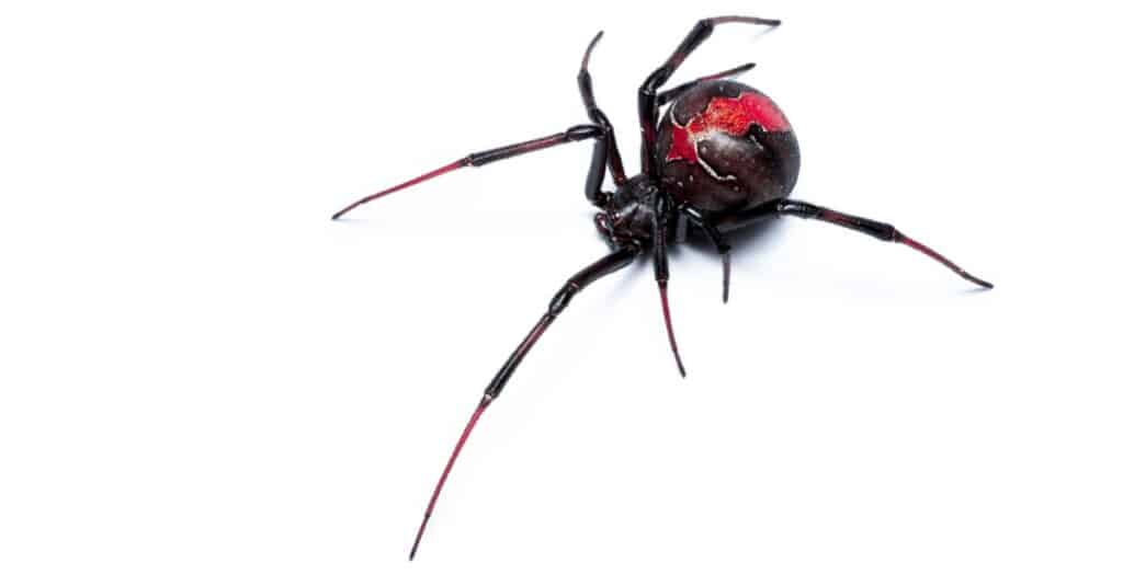 Redback isolato dal ragno