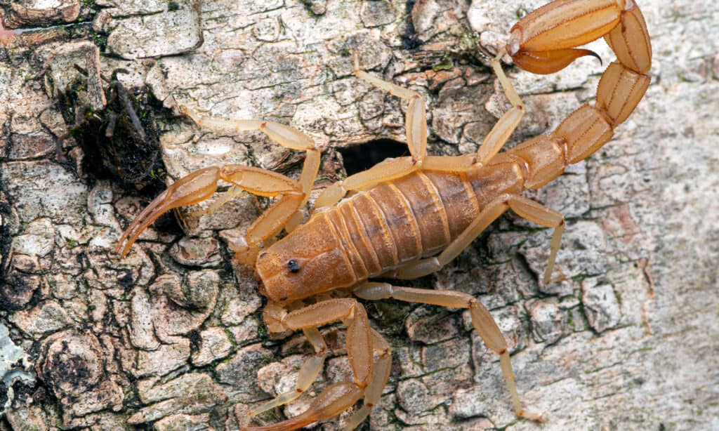 Scorpione a terra giallo