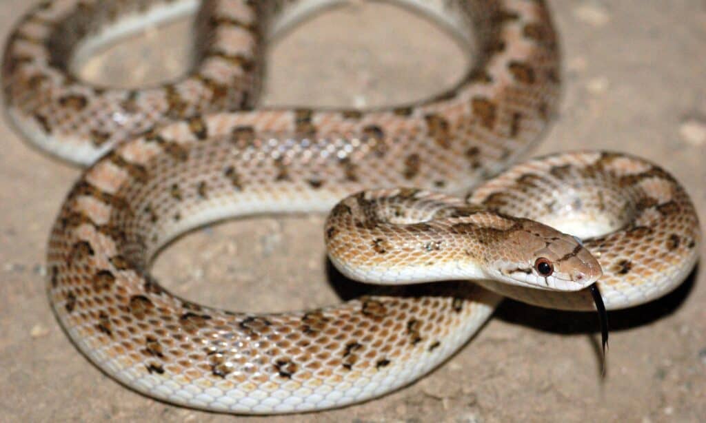 Serpente lucido del deserto
