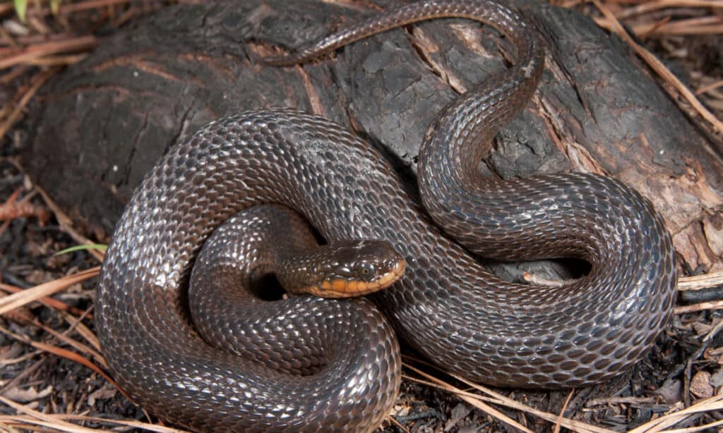 Serpente di palude lucido