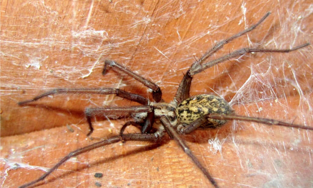 ragno vagabondo
