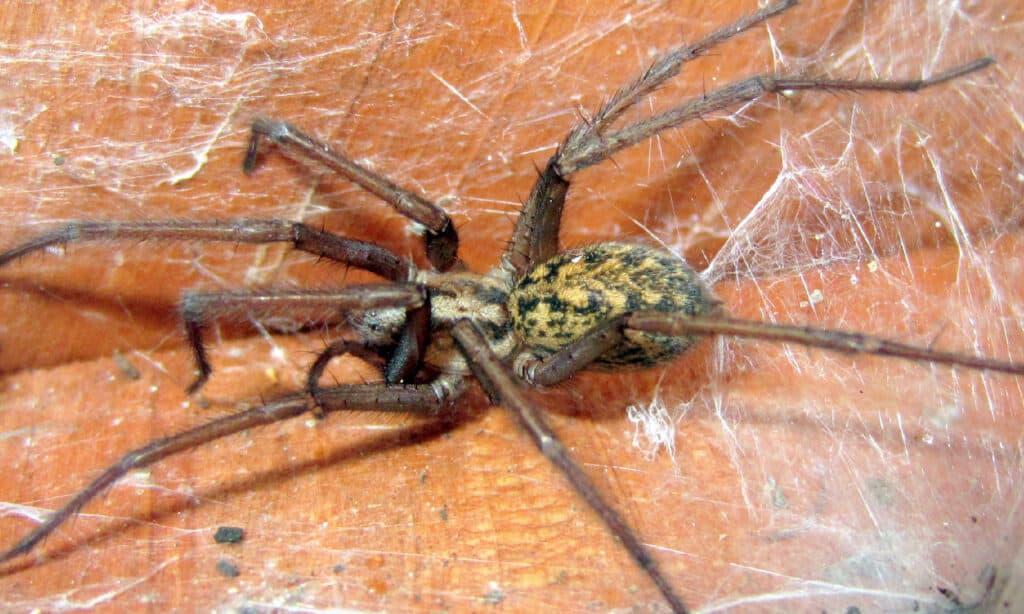Ragno vagabondo